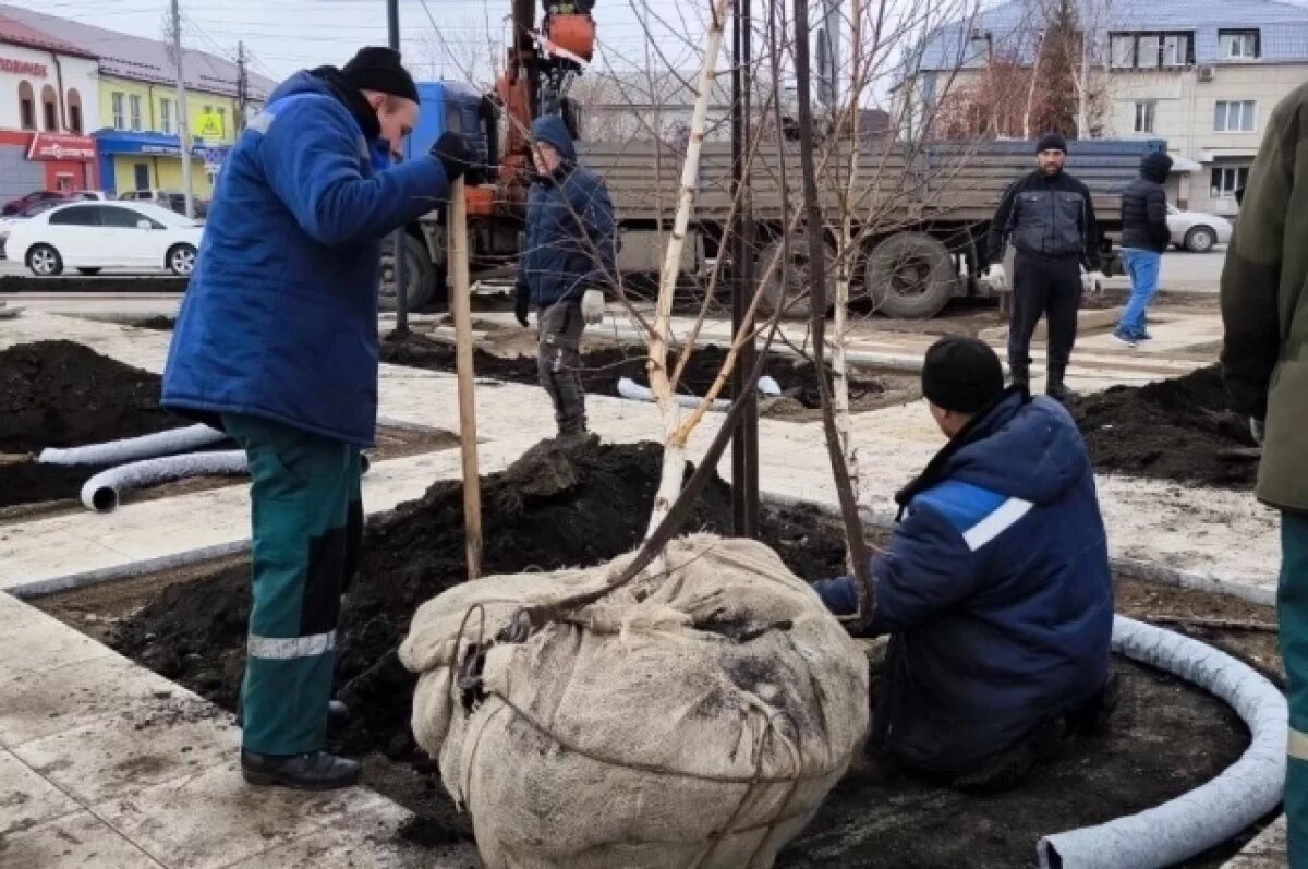    В Красноярске рядом с «Мемориалом Победы» высадили березы