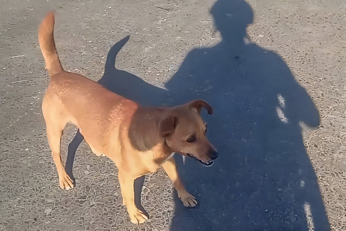 «Дворянин» Рыжик чувствует себя служебной собакой