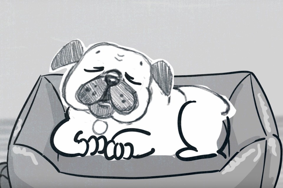    Петербургский ветеринар создала короткометражную анимацию о здоровье домашних любимцев. Фото: скриншот мультфильма.