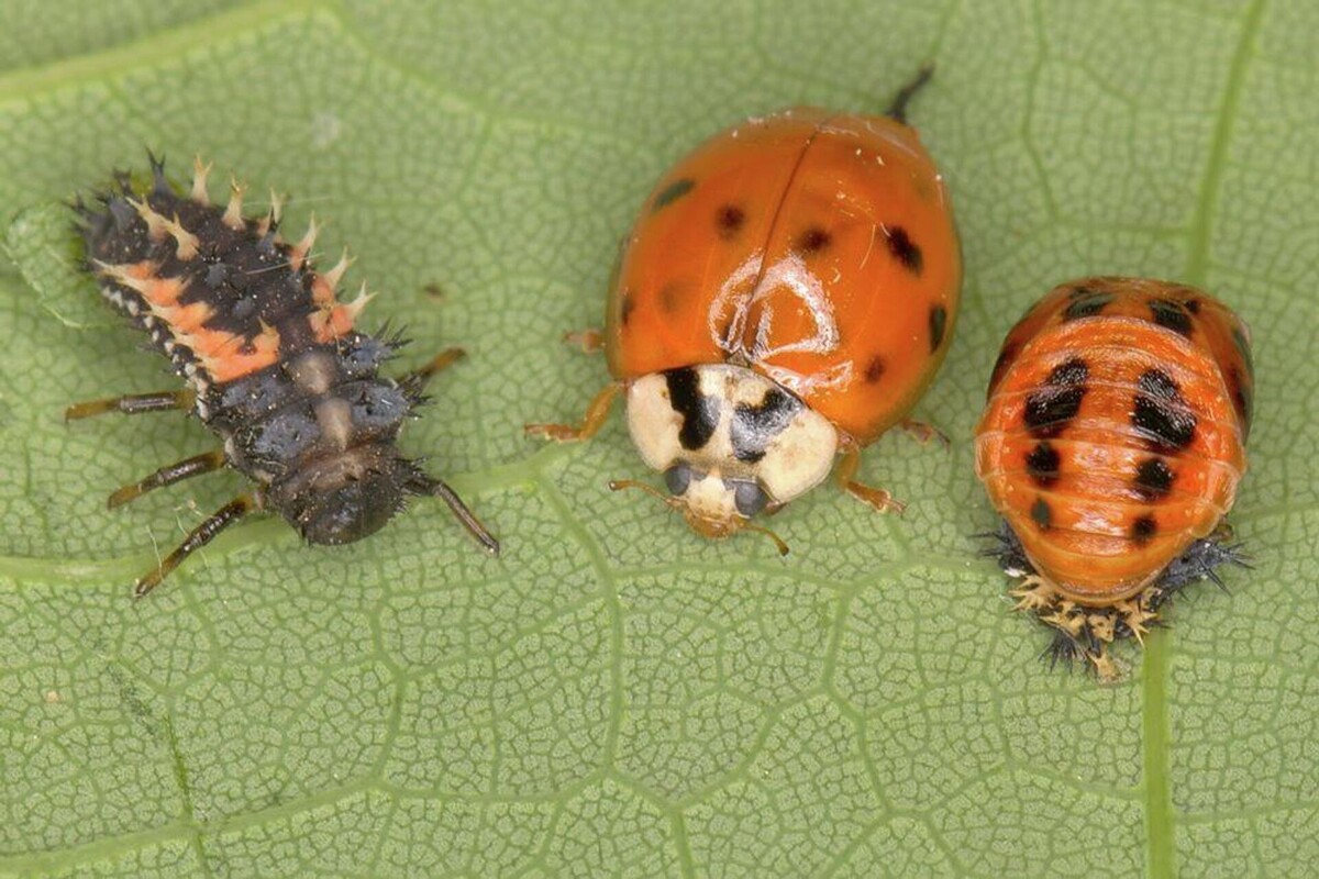 Семиточечная божья коровка и ее личинки (фото из открытых источников)