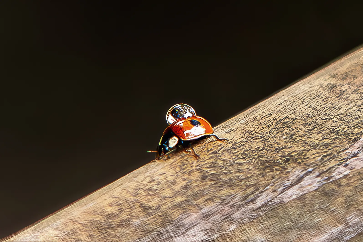 Божья коровка (семейство Coccinellidae) фото экоцентр Яуза