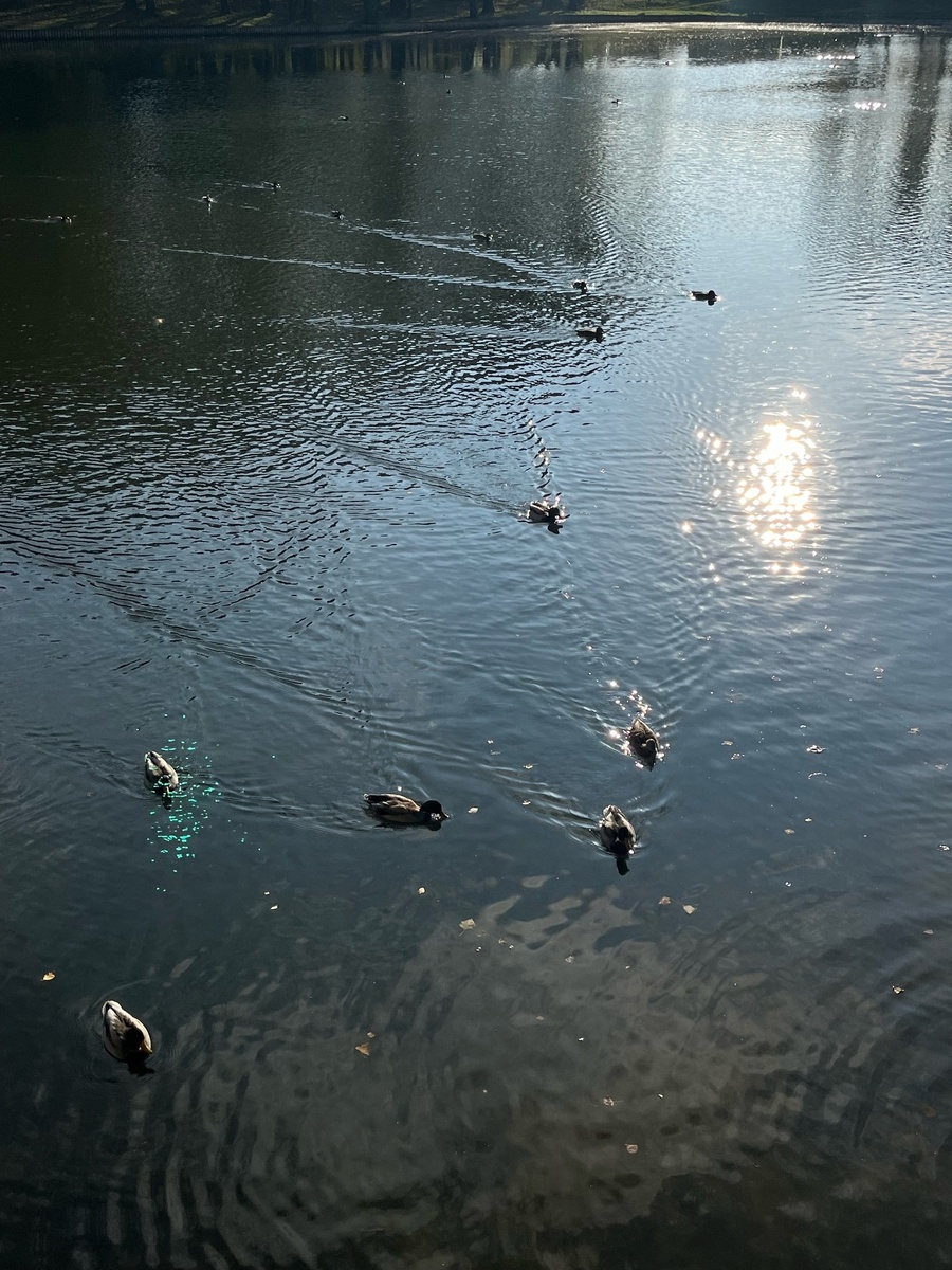 Просто утки.