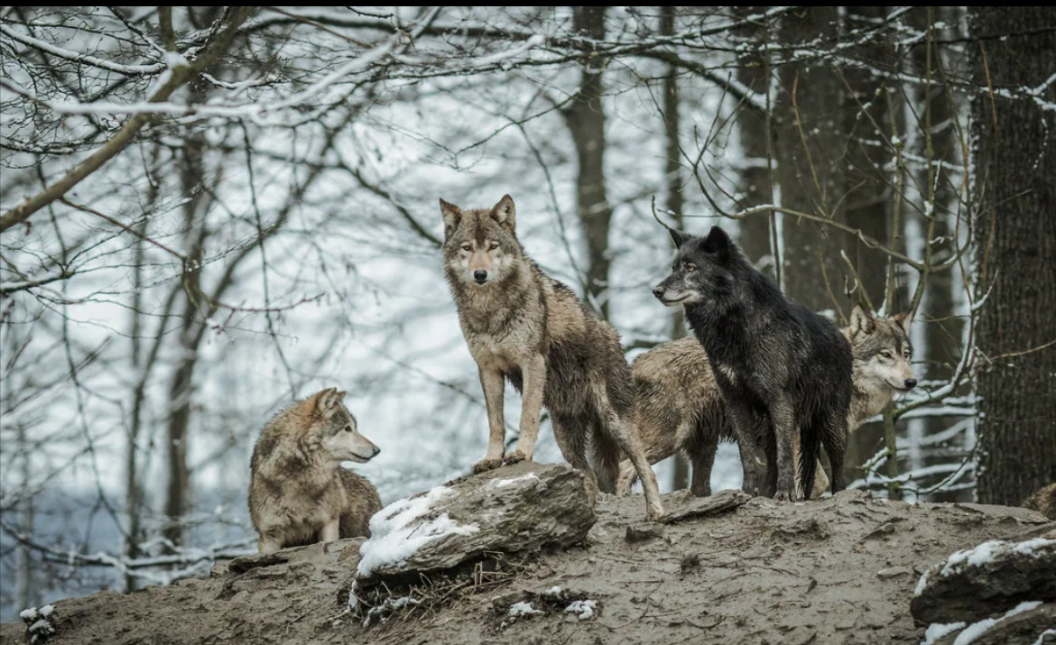 Именно на Балканах в древности существовал культ волка. Фото из сети