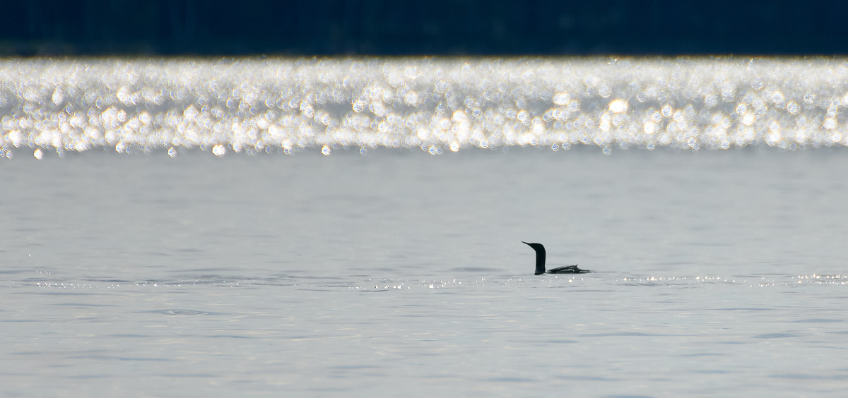 Белое море. 07.06.2022