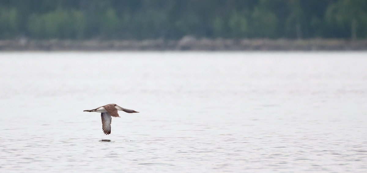 Белое море. 06.06.2022