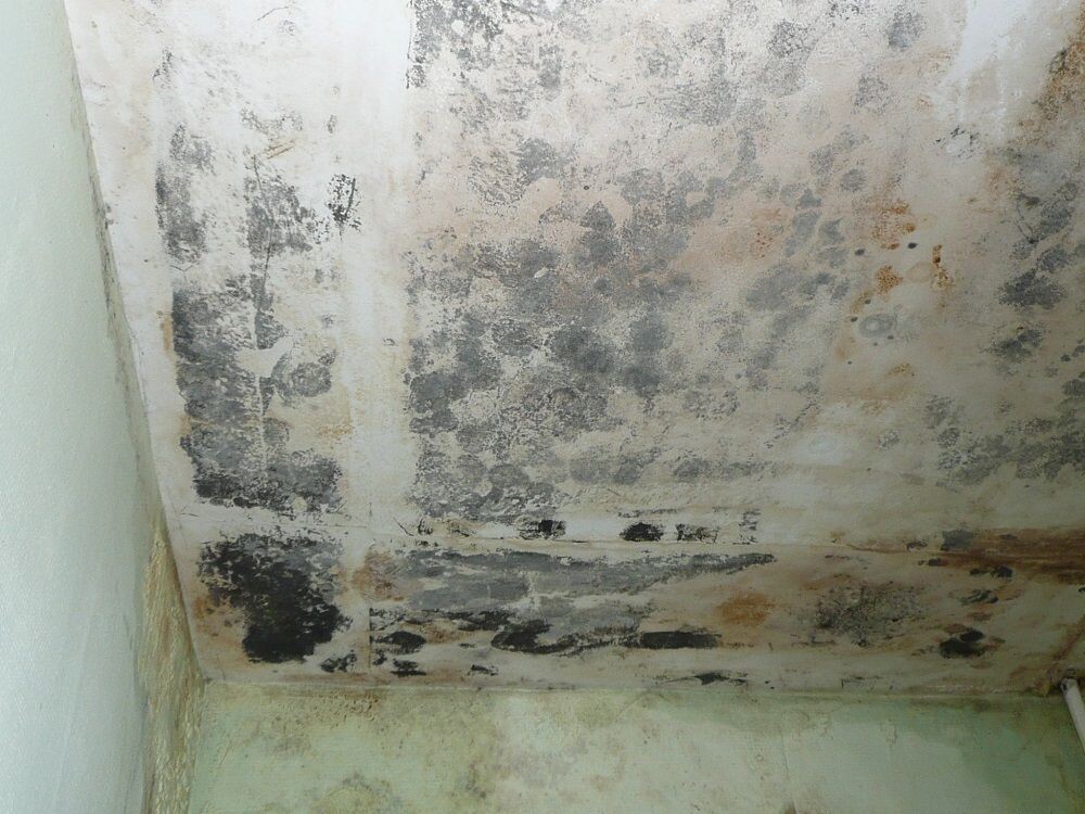 Вызываем дезинфекторов для уничтожения плесени