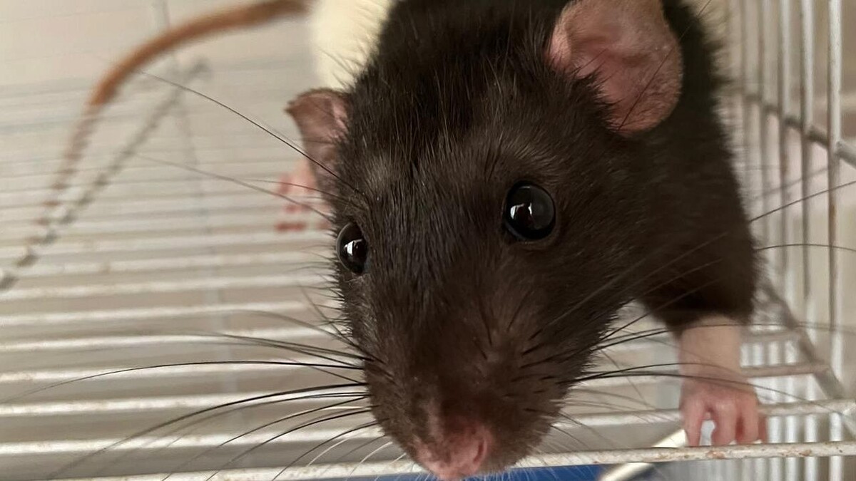    Фото: телеканал «Краснодар»