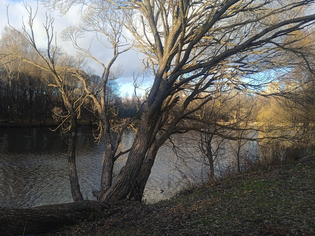 Пруд в Измайловском лесу. Фото автора.