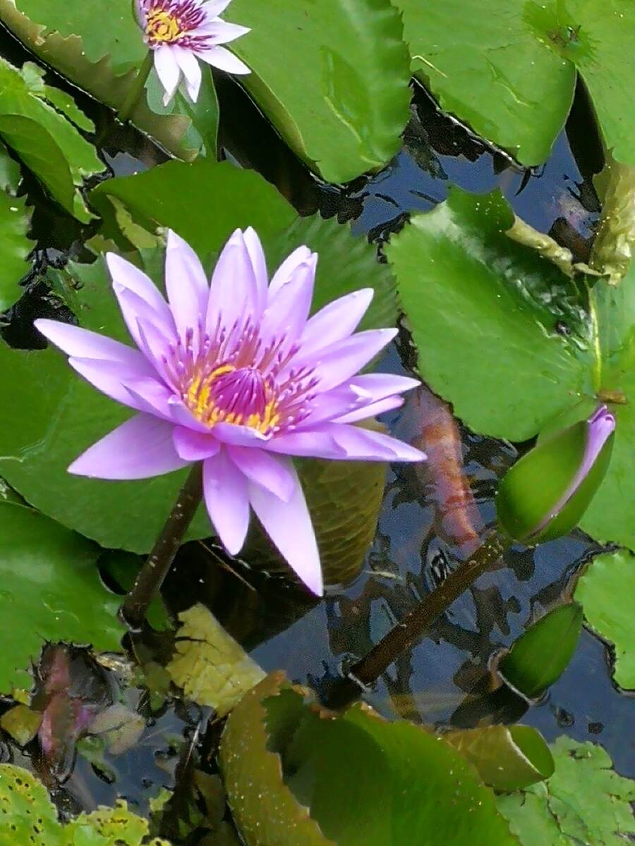 Сон о перчатке и кольце, из рубрики "Психологические сны"