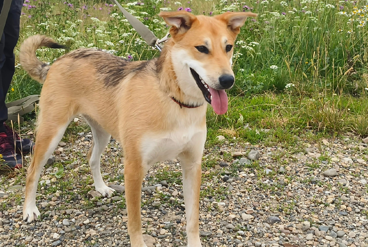 Такая красота целых 1.5 года    "пропадала" в приюте. Сестрёнка - двойняшка Мила и мама Лола давно уже дома.