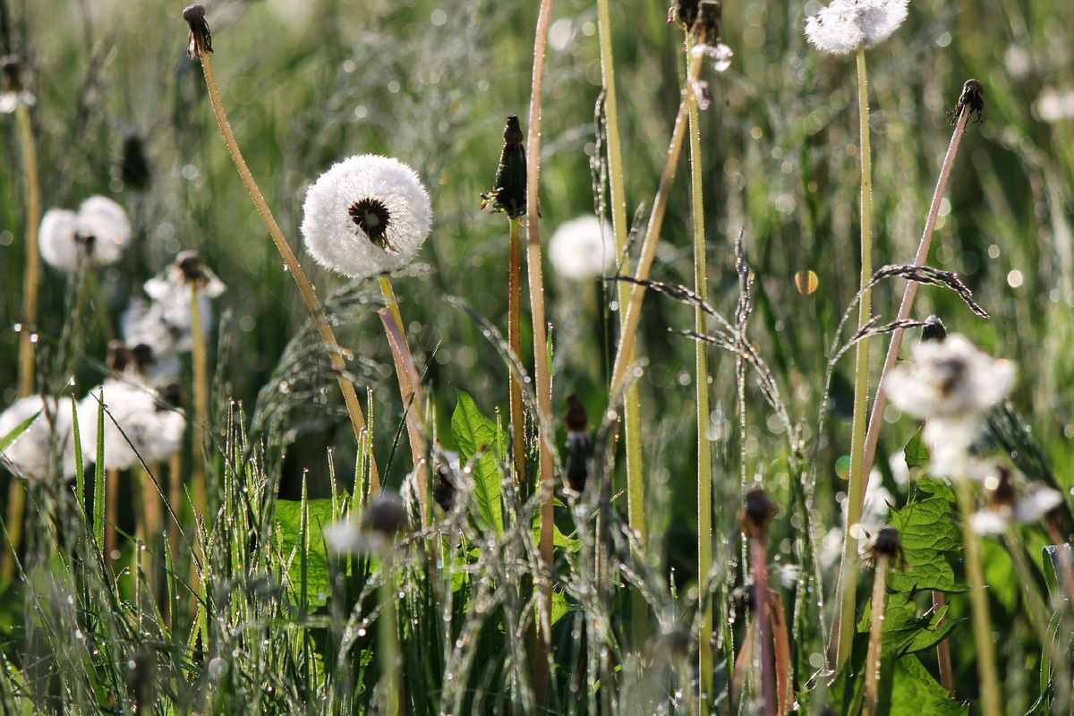 Фото Сергея Михеева 
