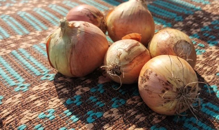    Почему гниет лук на хранении и краткий справочник по вредным патогенам