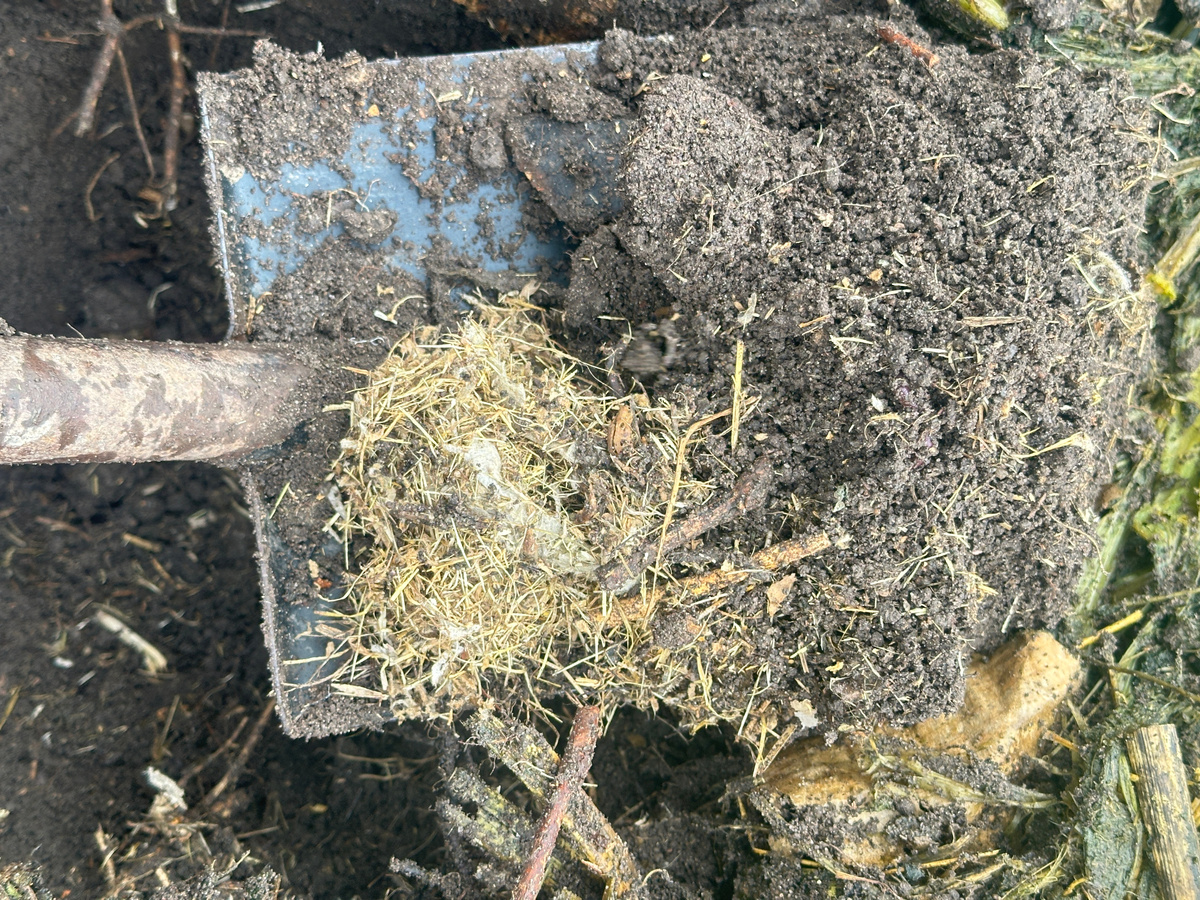 Выкопал старое гнездо полевки.