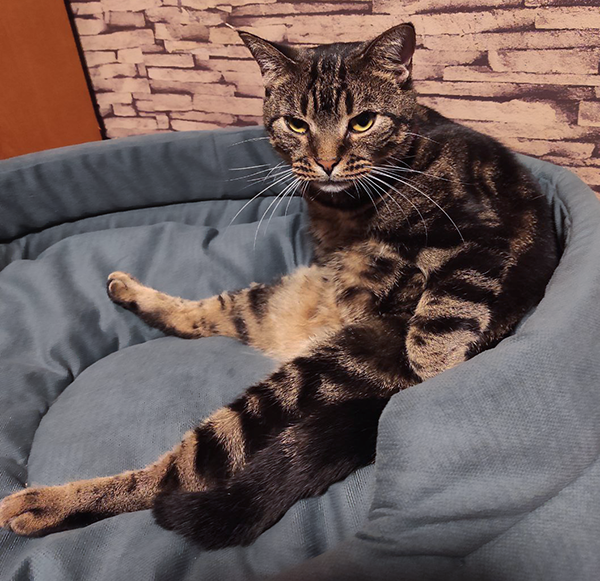 Сама со своими мышками играй!