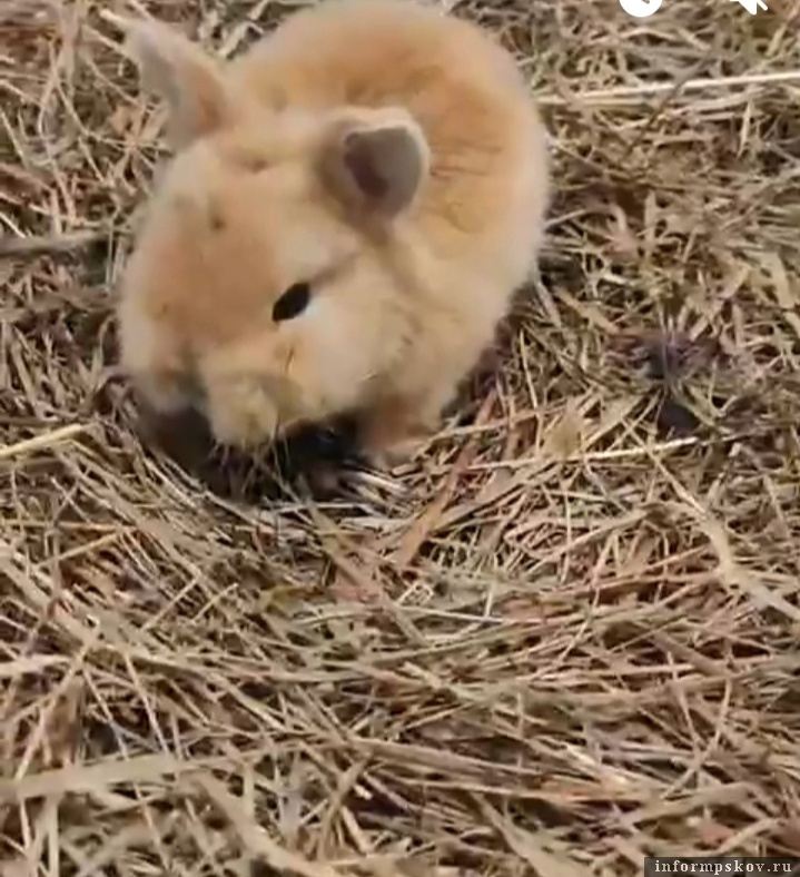 Крольчата родились в «Птичьем дворике» в Пскове. Фото: скриншот из видео «Птичьего дворика»