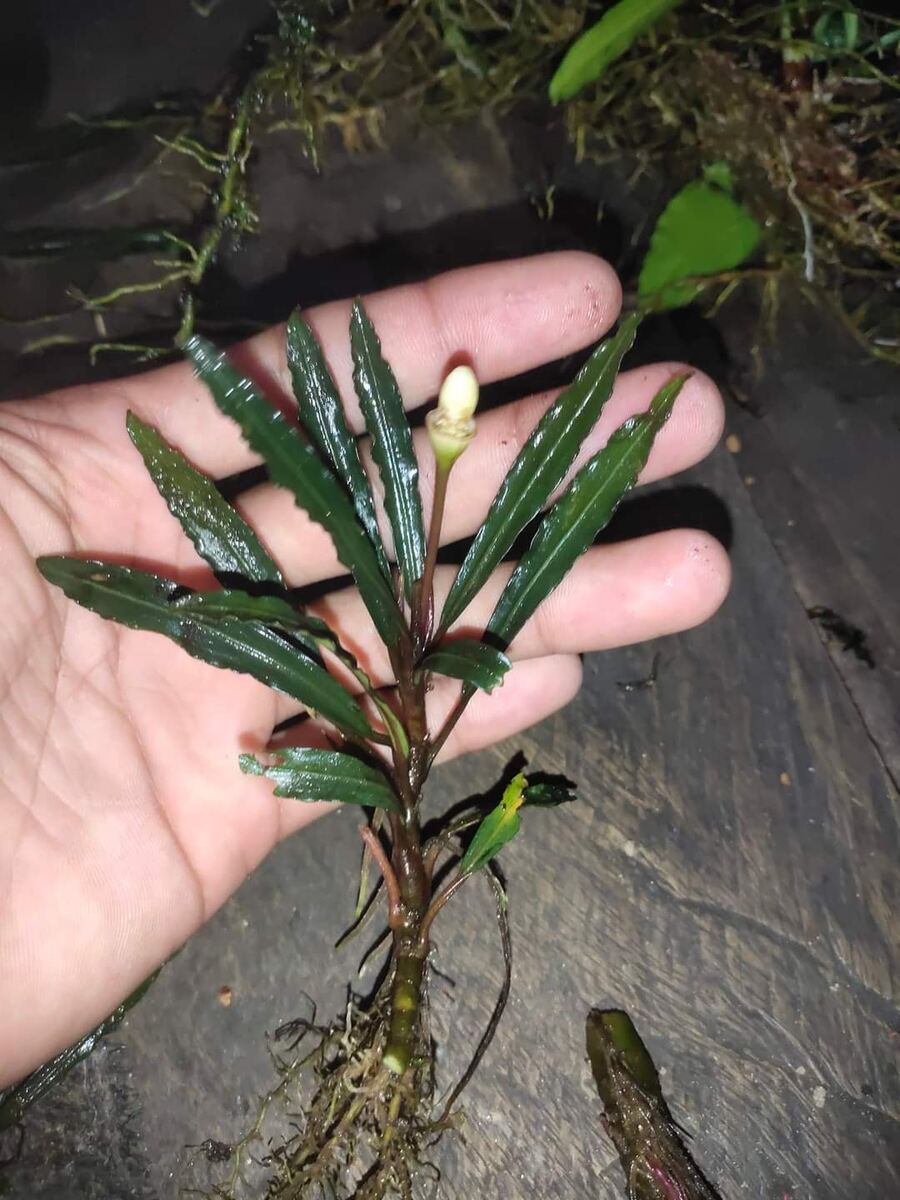 Bucephalandra sp. Meduza