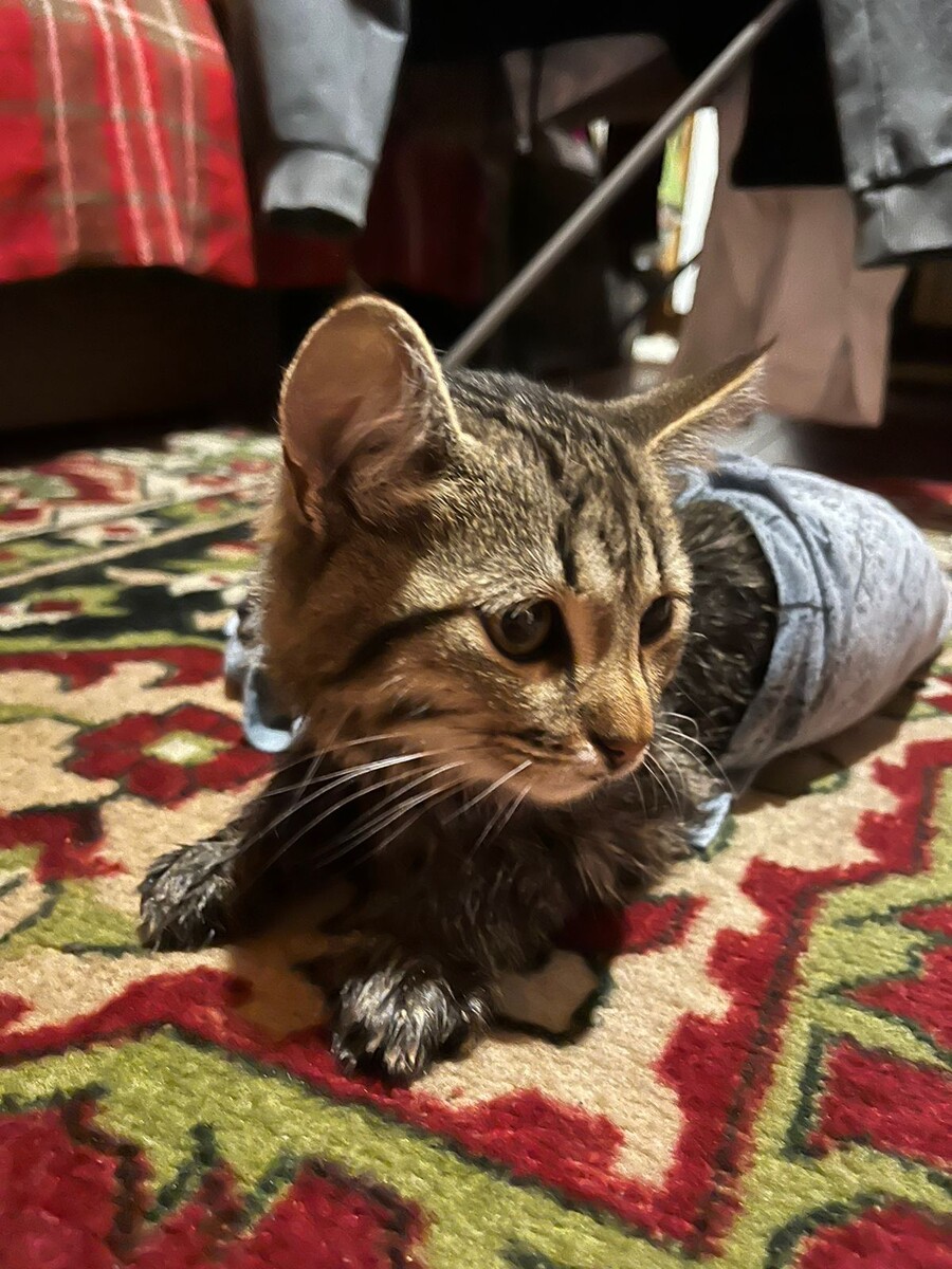 Бедный Клим!