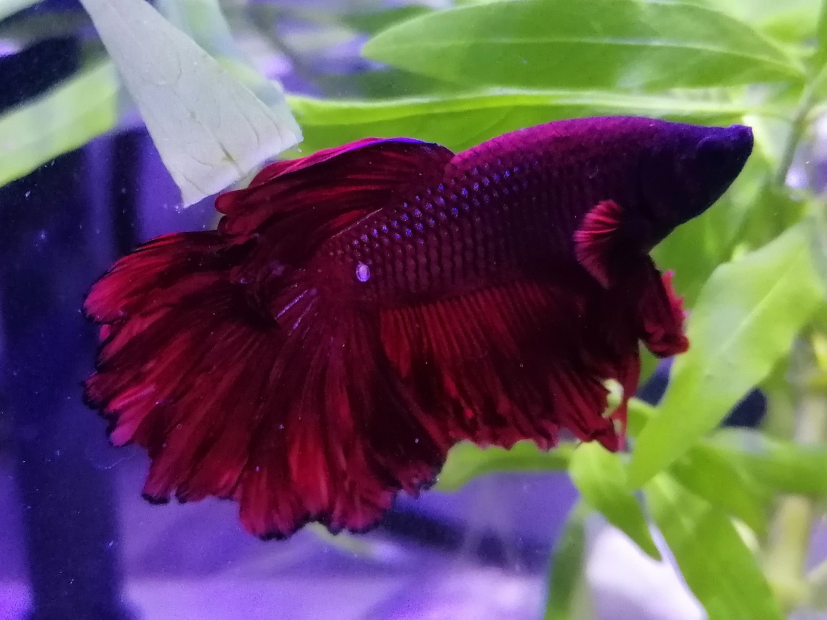 Рыбка, исполняет желания. Зовут Жорик