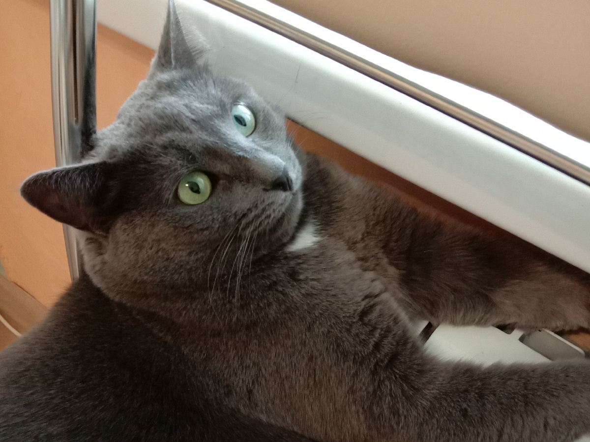 Сами бешеные