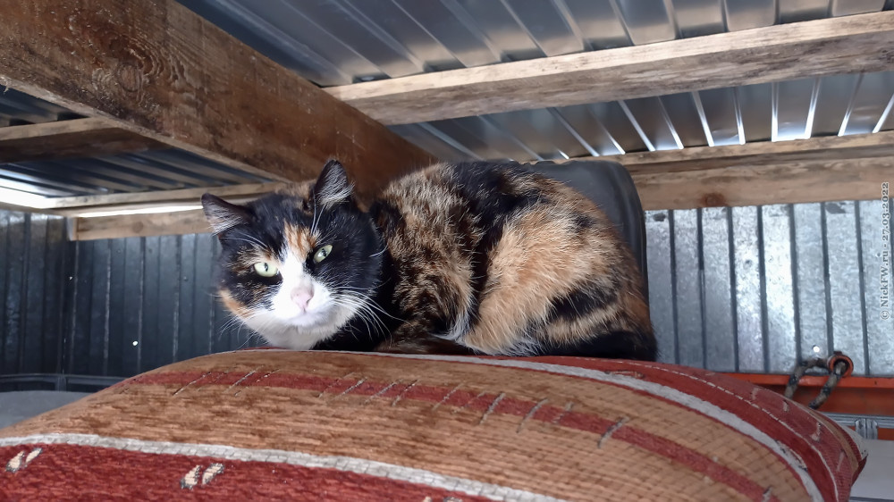 Котя из стройгородка... © NickFW.ru — 27.03.2022г.