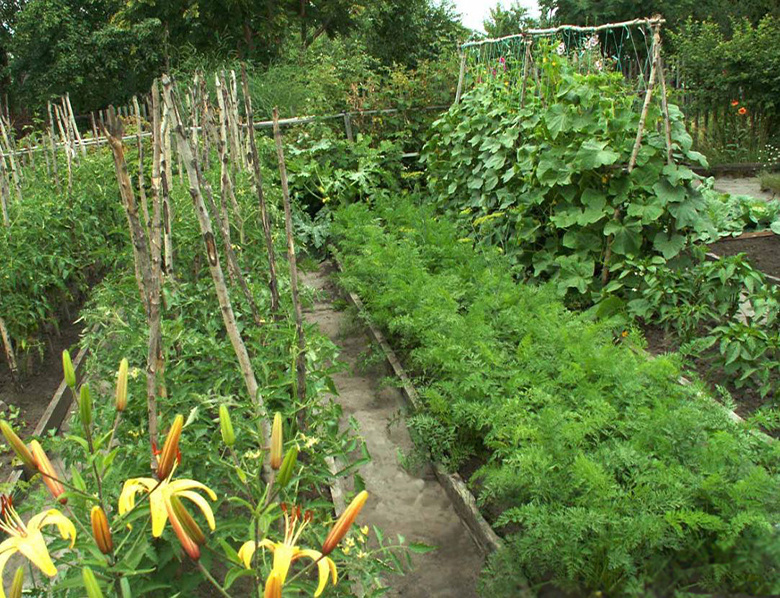 грядки в июне