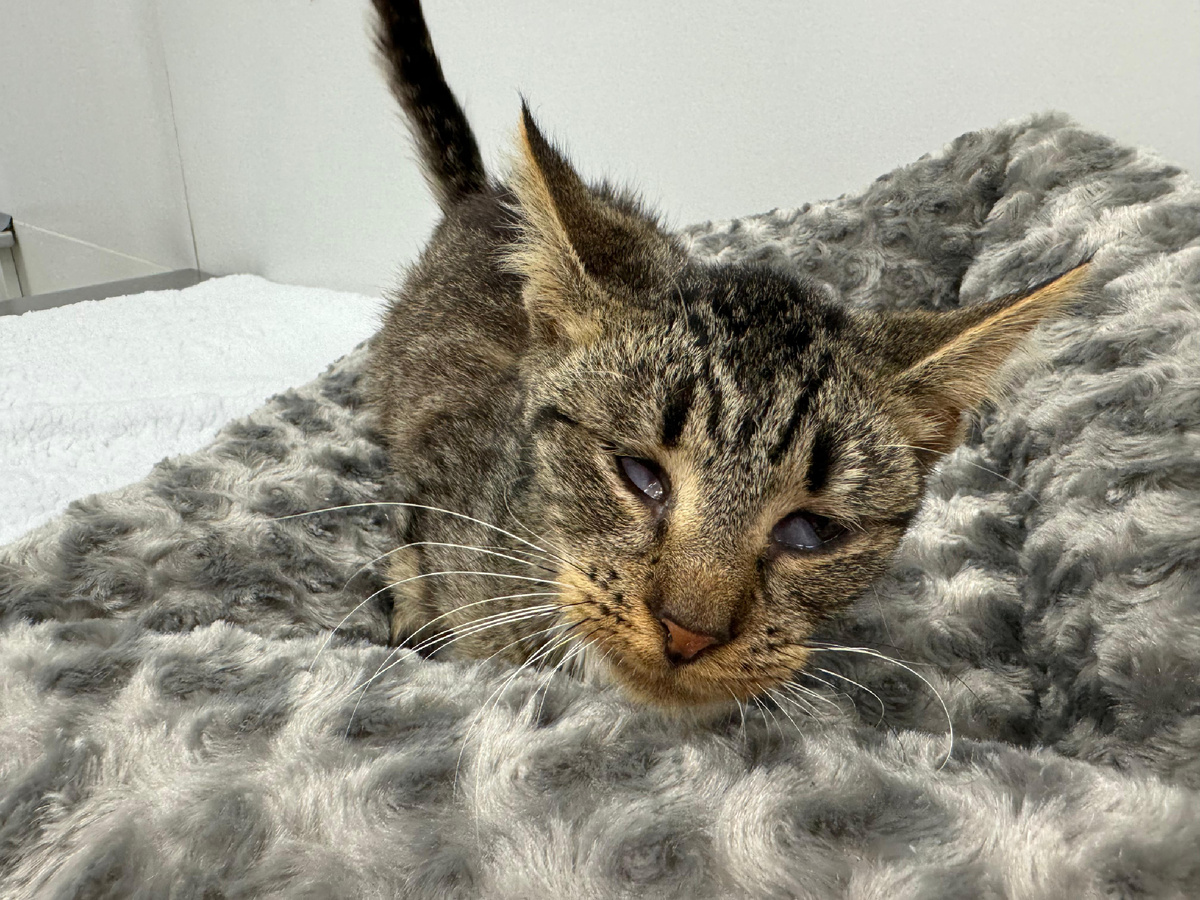 Тоша 💔 начало...