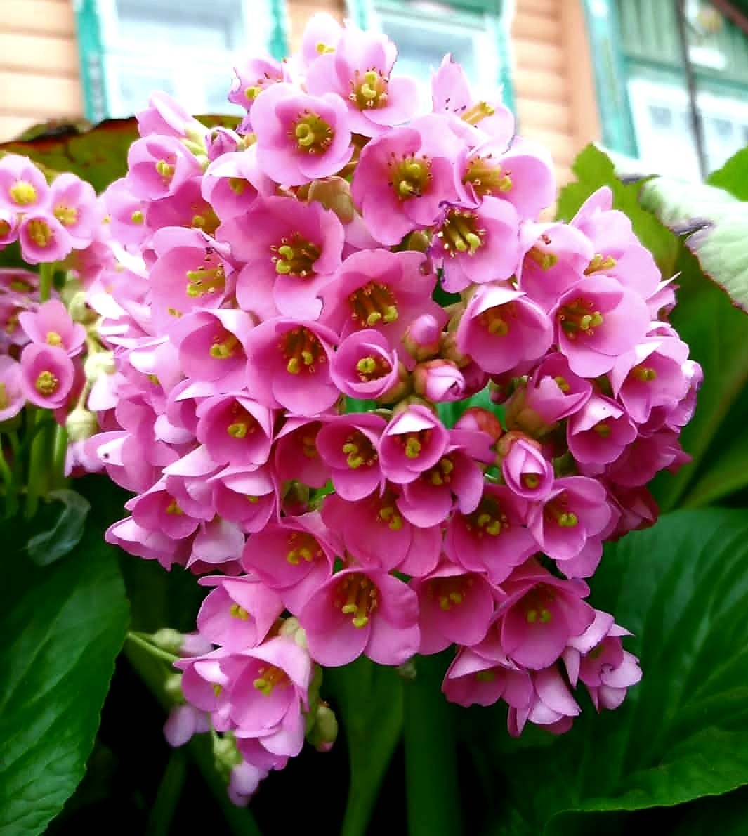 Мой цветущий бадан.