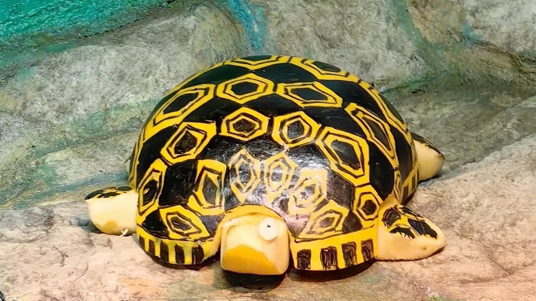     Источник: Зоопарк г. Екатеринбург/ Кира Праздничкова и Елена Дронова