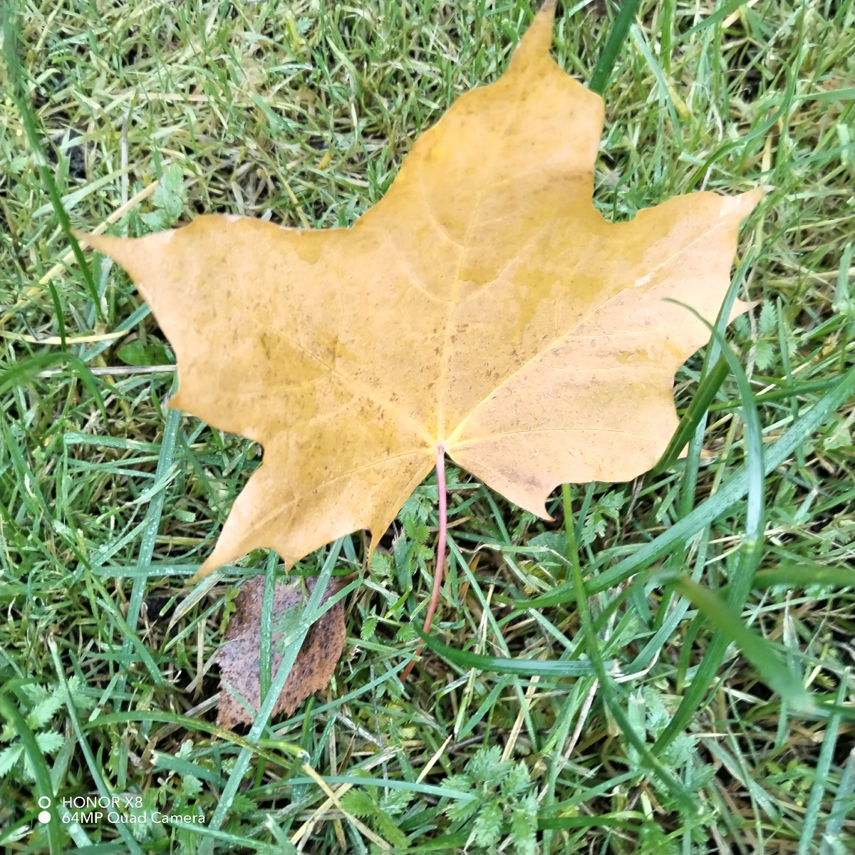 ПОСЛЕДНИЕ ОСЕННИЕ ЛИСТЫ, из личных фото автора Лидии Шатиловой