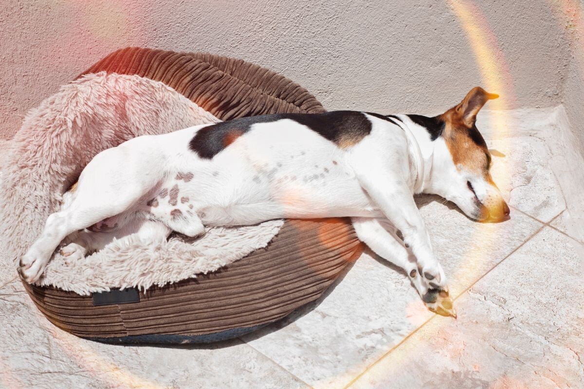 Спящий джек-рассел