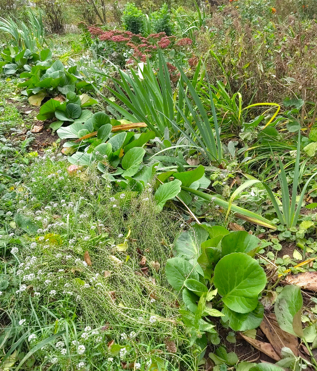 Общий вид нашего винегрета в палисаднике. Слева - дорожка с очень интенсивным пешим движением. Фото автора.