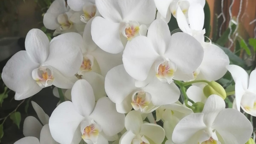 Моя орхидея, декабрь 2023 год