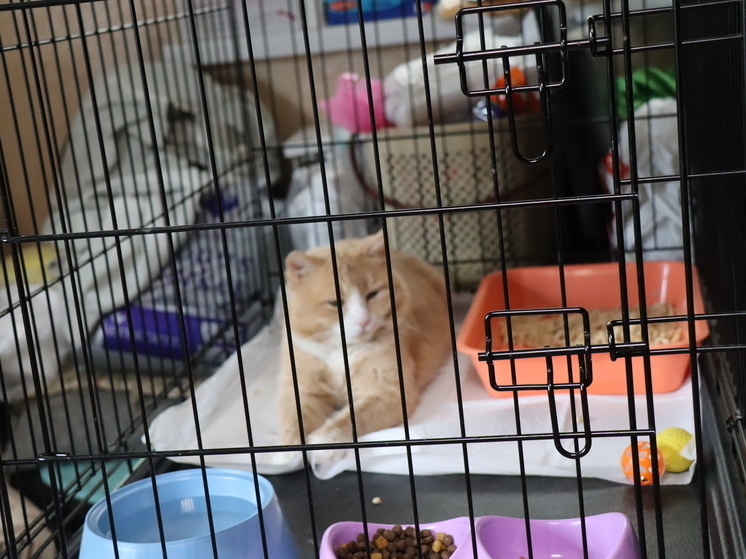   Максим Берштейн