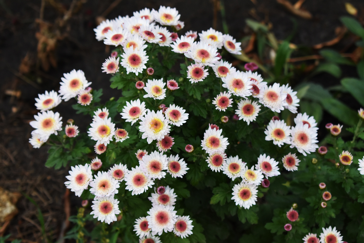 16 октября. Хризантема Медея почти распустилась