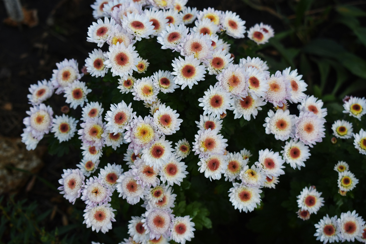 23 октября - проявилась разница в окрасе новых и старых цветков