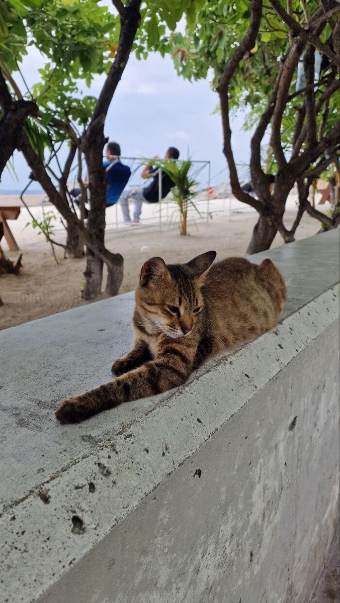 Мальдивский котан