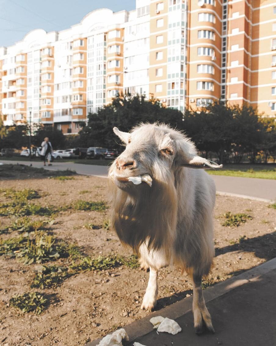    Бутовские козочки. Елена Купцова