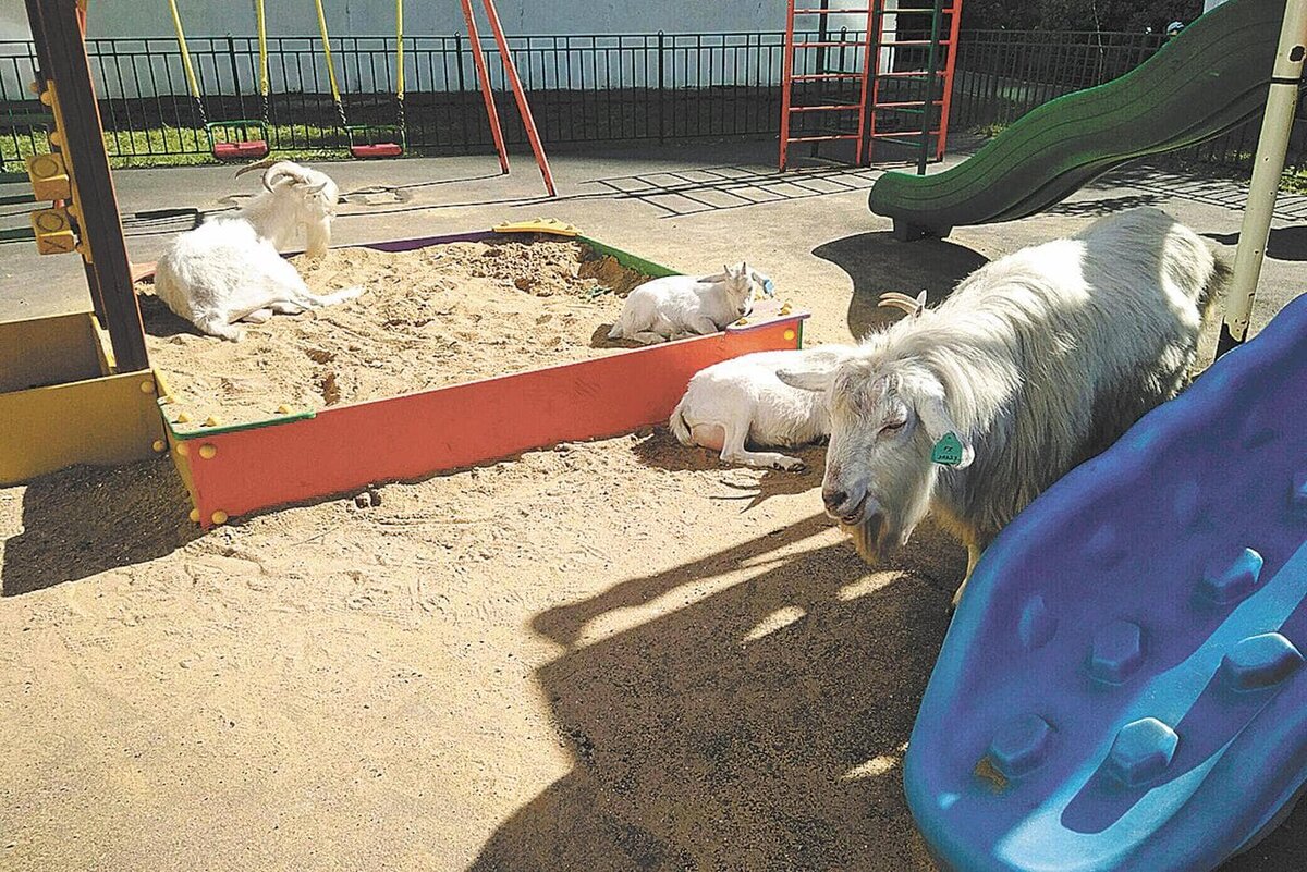    Бутовские козочки. Сеть районных сообществ м125