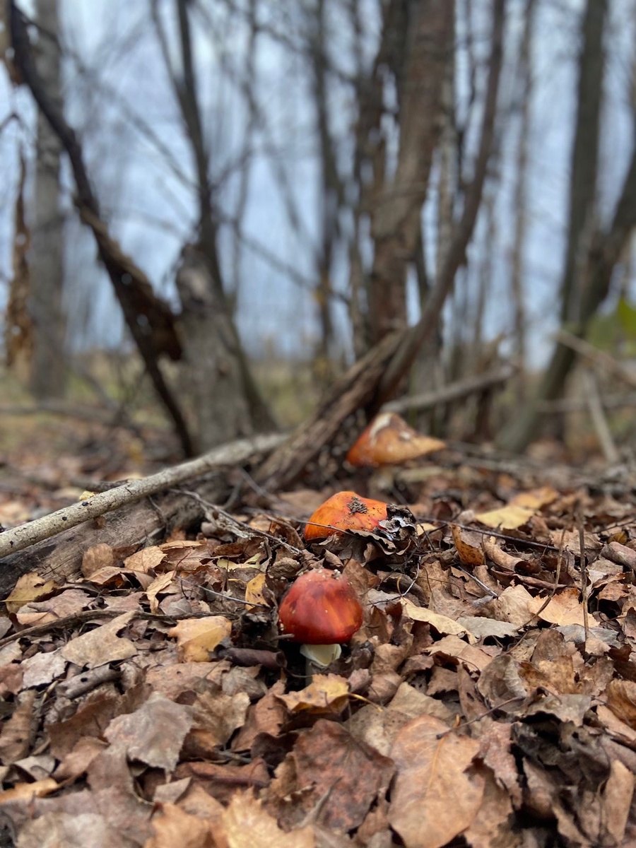 Фото автора.