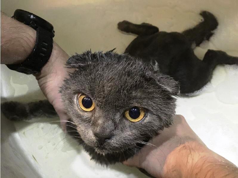 Иногда котов моют, но оказывается не все коты любят мыться