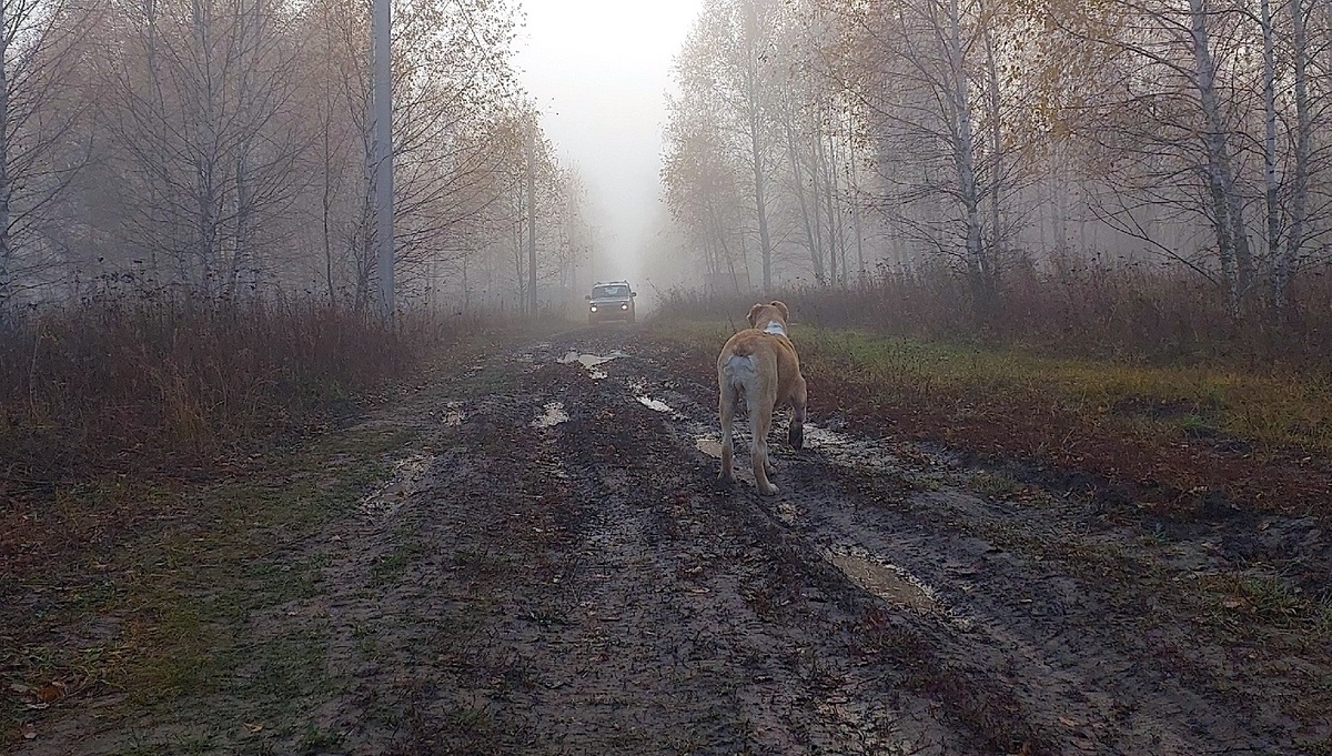 Хоть тут нет коня и Джонни Деппа, мне эта фотография по атмосфере очень напоминает фильм "Сонная лощина"