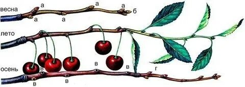 Вот так формируются почки в течение года