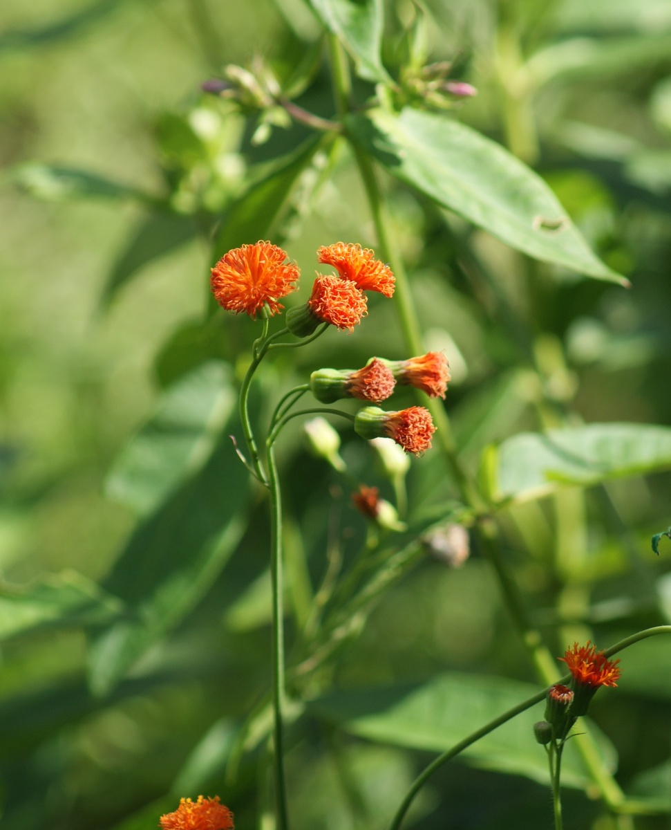 Эмилия в моём саду