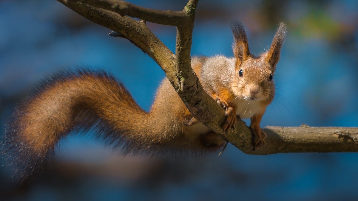 Изображение из открытых источников