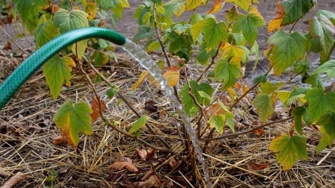 Фото с pinterest.com