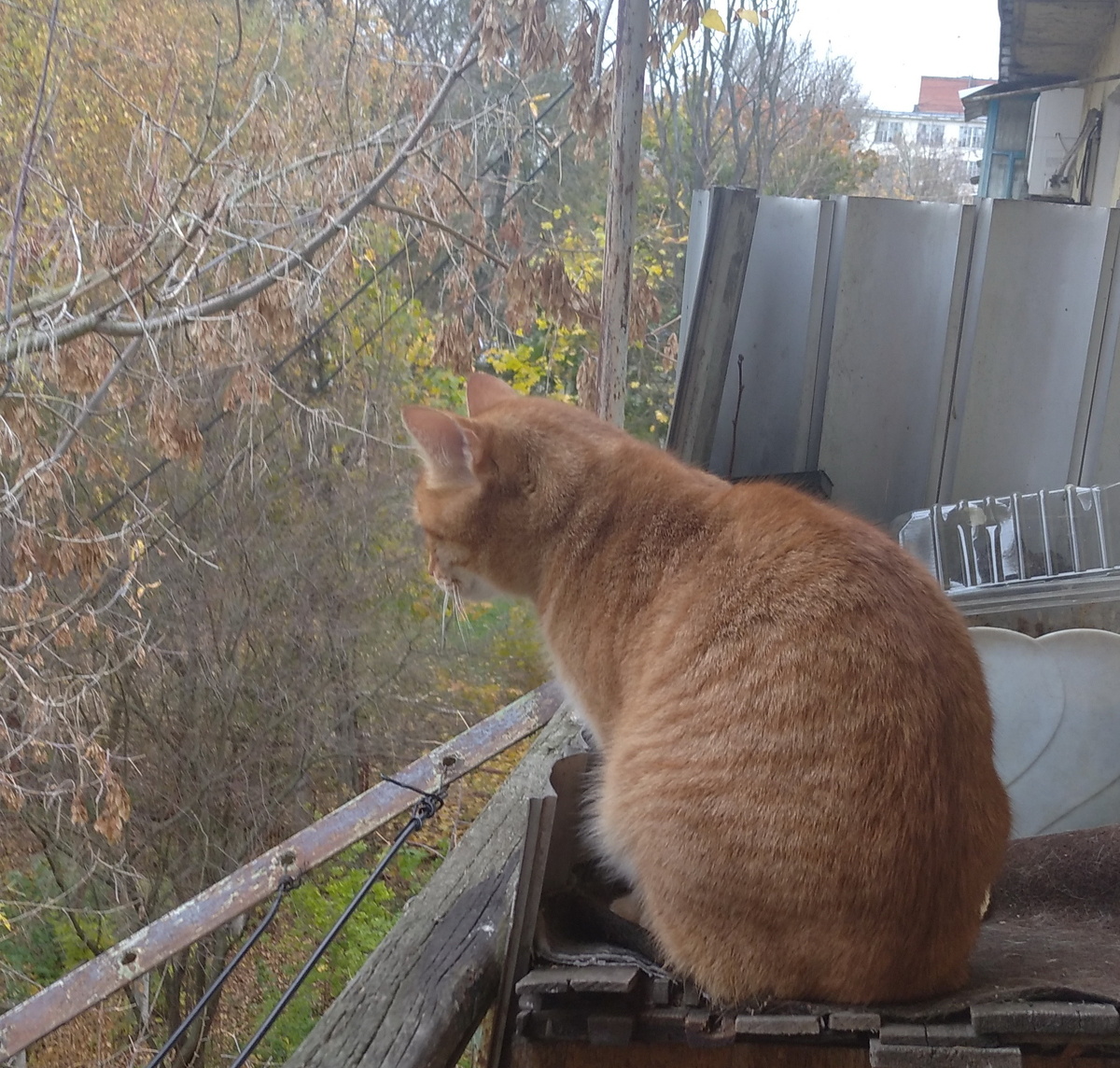 Личное фото (старое)