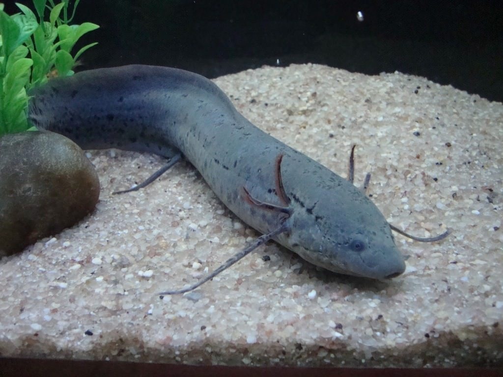 Протоптера, представитель двоякодышащих. Взято с multiurok.ru