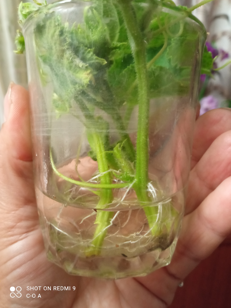 Укорененные черенки огурцов. Фото автора.