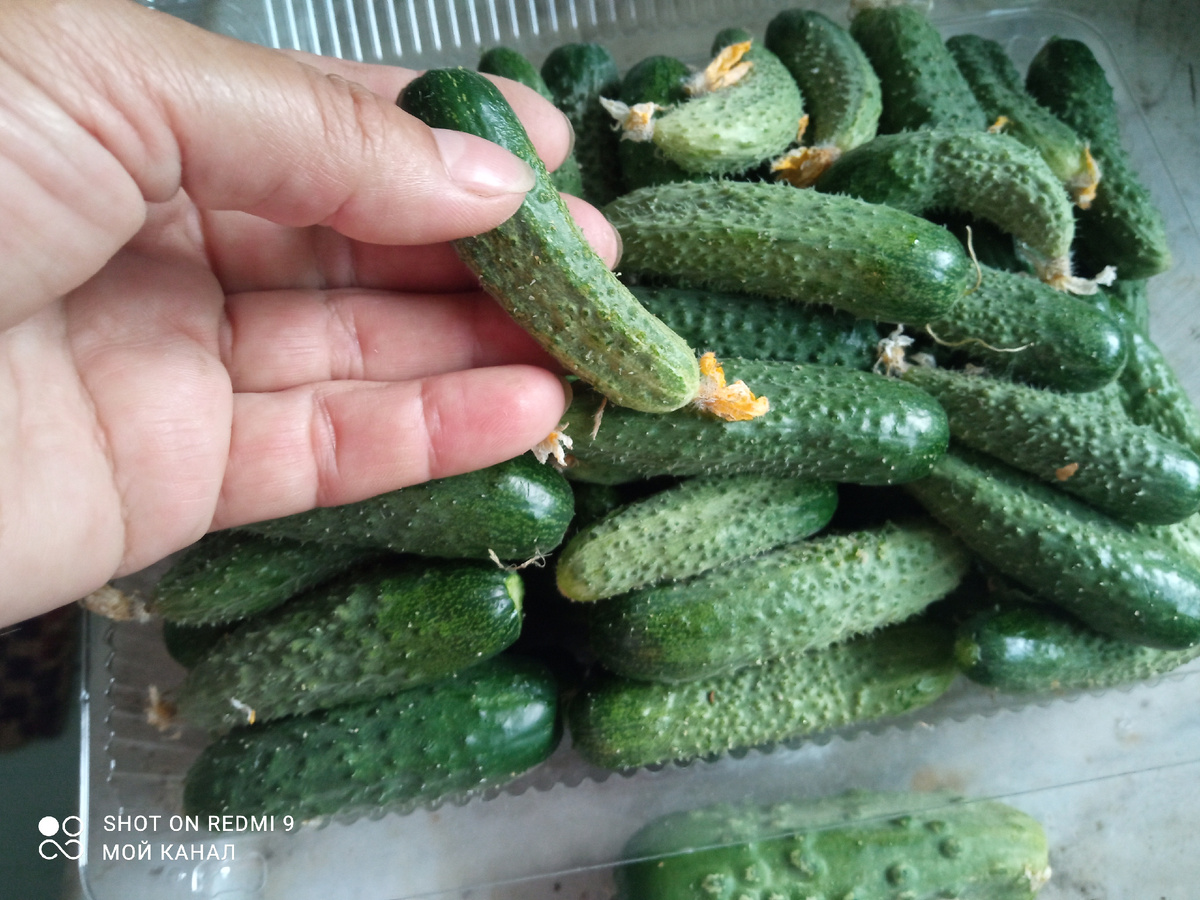 Мои огурчики. Собираю всегда маленькими для маринада и квашения. Фото автора.