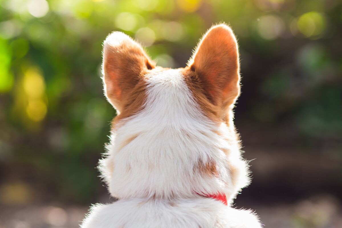 В каком возрасте у щенков встают уши 